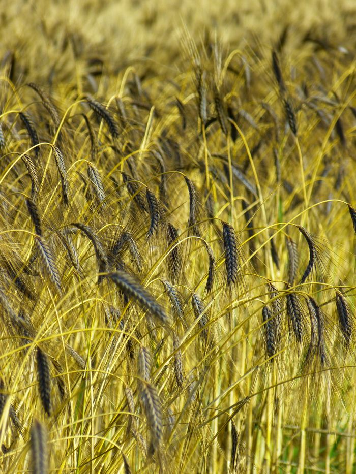 Vibrant close-up of a golden wheat field ready for harvest under sunlight. Ideal for agriculture themes.