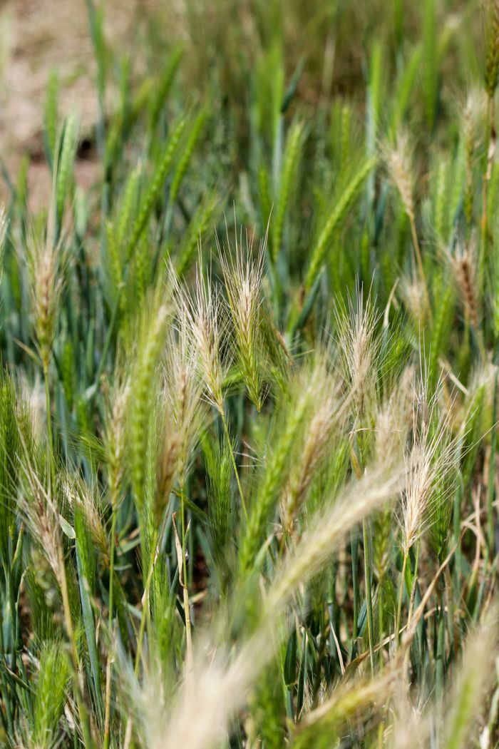 Vertical close-up of green barley spikes in a rural farmland field