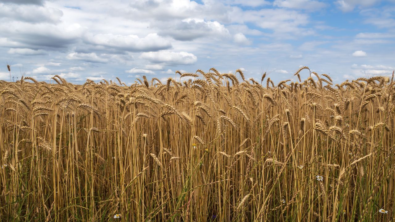 Golden wheat field with cloudy blue sky, signifying harvest season and agriculture.