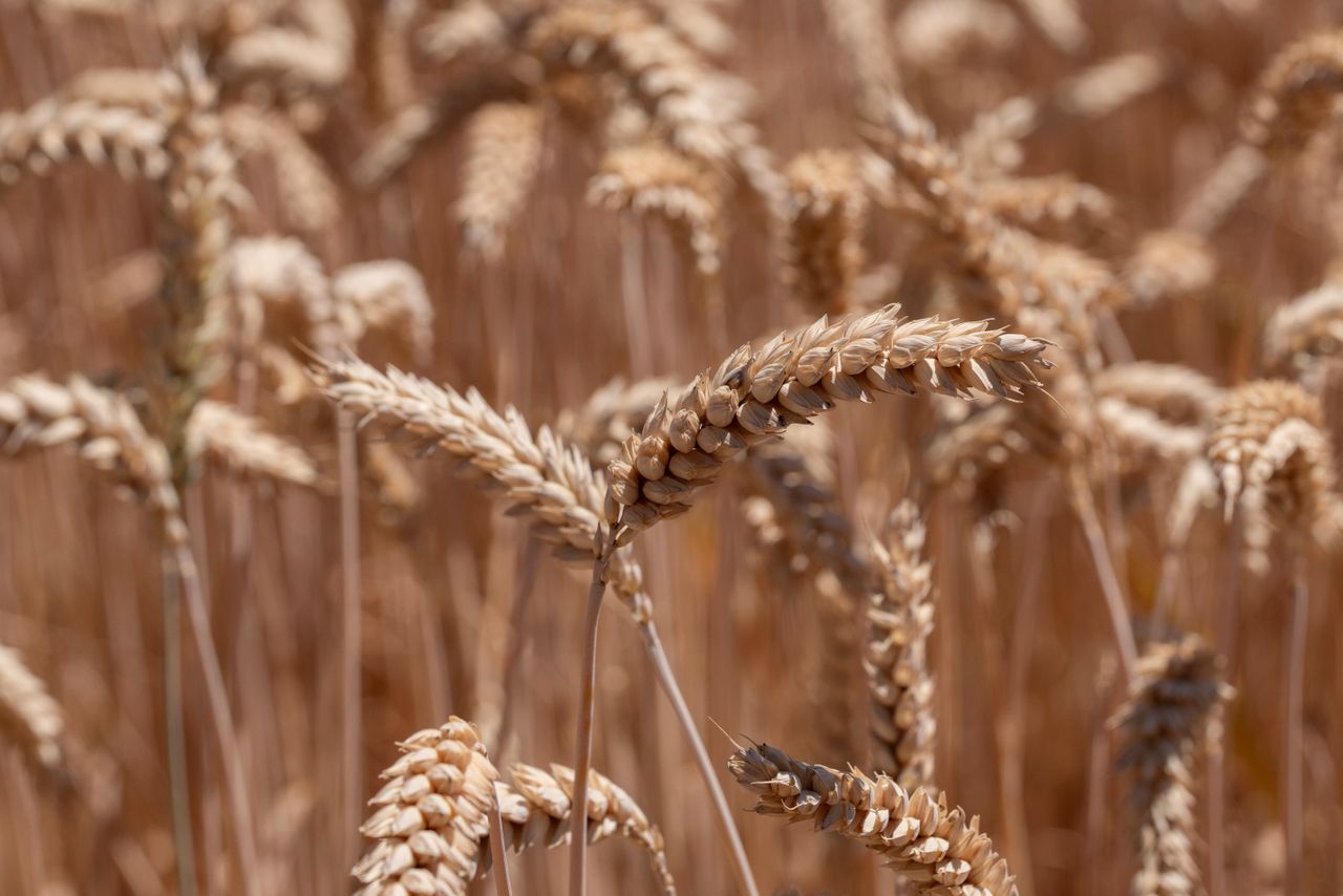 Crafting Captivating Headlines: Your awesome post title goes here Close-up of ripe golden wheat in a field during summer, showcasing agricultural abundance.