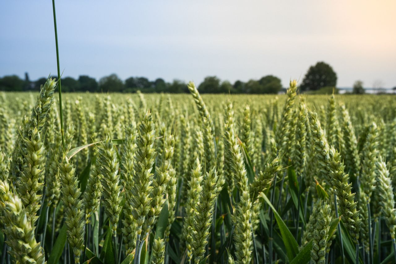 Close-up of a wheat field under the open sky, showcasing lush green crops ready for harvest.